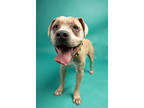 Adopt Nelson VI 69 a Tan/Yellow/Fawn American Pit Bull Terrier / Mixed dog in