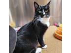 Adopt Opal a All Black Domestic Mediumhair / Mixed cat in Riverside