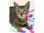 Adopt Kinley a Brown Tabby Domestic Shorthair (short coat) cat in Seminole Blvd