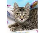 Adopt Huxley a Brown Tabby Domestic Shorthair (short coat) cat in Seminole Blvd