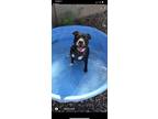 Adopt Schmitty a Black - with White American Pit Bull Terrier / Mixed dog in El