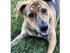 Adopt Jessie a Brindle Boxer / Shar Pei / Mixed dog in Rockford, MI (38984012)