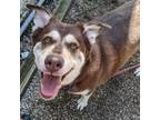 Adopt Maggie a Brown/Chocolate Mixed Breed (Large) / Mixed dog in West Olive