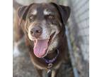 Adopt Duke a Brown/Chocolate Mixed Breed (Large) / Mixed dog in West Olive