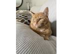 Adopt Darling a Orange or Red Tabby / Mixed (medium coat) cat in Monroe