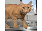 Adopt Squirt a Orange or Red Domestic Shorthair / Domestic Shorthair / Mixed cat