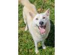 Adopt Osha a White Mixed Breed (Large) / Mixed dog in Chamblee, GA (38711505)