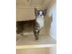 Adopt Cami a Gray or Blue Domestic Shorthair / Domestic Shorthair / Mixed cat in