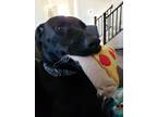 Adopt Kida a Black Labrador Retriever / Mixed dog in New Market, MD (31043052)