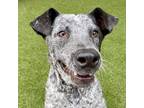 Adopt Silver a Gray/Silver/Salt & Pepper - with Black Shepherd (Unknown Type) /