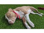Adopt Leah a Red/Golden/Orange/Chestnut - with White American Pit Bull Terrier /