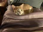 Adopt Garfield a Orange or Red Tabby Domestic Shorthair / Mixed (short coat) cat