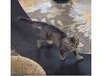 Adopt Henny a Brown Tabby Domestic Mediumhair (medium coat) cat in New Richmond