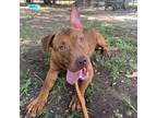 Adopt Jermaine a Brown/Chocolate Mixed Breed (Medium) / Mixed dog in Milton