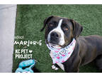 Adopt Marjorie a Black American Pit Bull Terrier / Mixed dog in Kansas City