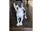 Adopt Abandoned kittens in Egypt a Black & White or Tuxedo Egyptian Mau / Mixed