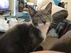 Adopt Dodger a Gray or Blue (Mostly) Domestic Mediumhair (medium coat) cat in