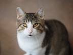 Adopt The Muffin Man a Domestic Shorthair / Mixed (short coat) cat in