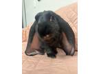 Adopt Sonic 1 a Lop, English / Mixed (short coat) rabbit in Pflugerville