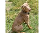 Adopt Bruno a Gray/Blue/Silver/Salt & Pepper Doberman Pinscher / Mixed dog in