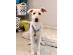 Adopt Andrew a Tan/Yellow/Fawn Labrador Retriever / Mixed dog in Phoenix