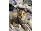 Adopt Nalla a Brown Tabby Bengal / Mixed (medium coat) cat in Phoenix