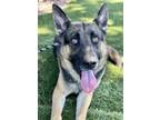 Adopt Canyon a Black German Shepherd Dog / Mixed dog in Red Bluff, CA (38700259)