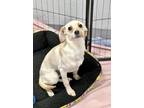Adopt Blondie a White Labrador Retriever / Whippet / Mixed dog in Phoenix