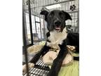 Adopt Bailey a Black - with White Shepherd (Unknown Type) / Mixed dog in