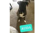 Adopt Koda a Brindle Plott Hound / Pit Bull Terrier / Mixed dog in Phoenix