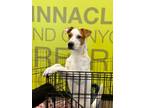 Adopt Bridges a Tricolor (Tan/Brown & Black & White) Bull Terrier / Mixed dog in