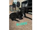 Adopt Bobby a Black - with White Labrador Retriever / Mixed dog in Phoenix