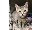 Adopt Clarke a Gray or Blue Domestic Shorthair / Domestic Shorthair / Mixed cat