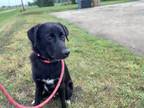 Adopt Chase a Black German Shepherd Dog / Australian Cattle Dog / Mixed dog in