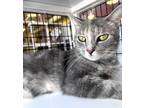 Adopt Denise a Gray or Blue Domestic Shorthair / Domestic Shorthair / Mixed cat