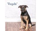 Adopt Regulis a Brown/Chocolate Terrier (Unknown Type, Small) / Mixed dog in