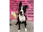 Adopt Ricky a Black Mixed Breed (Medium) / Mixed dog in Blackwood, NJ (38718358)