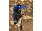 Adopt Bruno a Black Shepherd (Unknown Type) / Mixed dog in Phoenix
