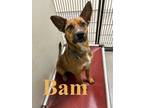Adopt Bam 27589 a Brown/Chocolate Australian Cattle Dog dog in Joplin