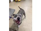 Adopt Colton a Gray/Blue/Silver/Salt & Pepper American Pit Bull Terrier / Mixed