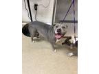 Adopt Rose Ann a Gray/Blue/Silver/Salt & Pepper American Pit Bull Terrier /