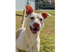 Adopt Dimmi a Tan/Yellow/Fawn Flat-Coated Retriever / Mixed dog in New Bern