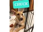 Adopt Chuck a Tan/Yellow/Fawn Carolina Dog / Mixed Breed (Medium) / Mixed dog in
