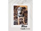 Adopt Blue a Gray/Silver/Salt & Pepper - with White Terrier (Unknown Type
