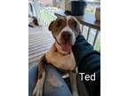 Adopt Ted a Red/Golden/Orange/Chestnut - with White Pit Bull Terrier / American
