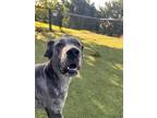 Adopt Sarg a Gray/Blue/Silver/Salt & Pepper Great Dane / Mixed dog in