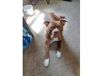 Adopt HULK a Brown/Chocolate - with White American Pit Bull Terrier / American