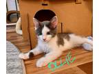 Adopt OLLIE a Gray or Blue (Mostly) Domestic Mediumhair (medium coat) cat in San