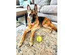 Adopt Dakota a Red/Golden/Orange/Chestnut - with Black German Shepherd Dog /