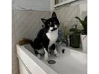 Adopt Moo Moo a Black & White or Tuxedo Domestic Shorthair (short coat) cat in